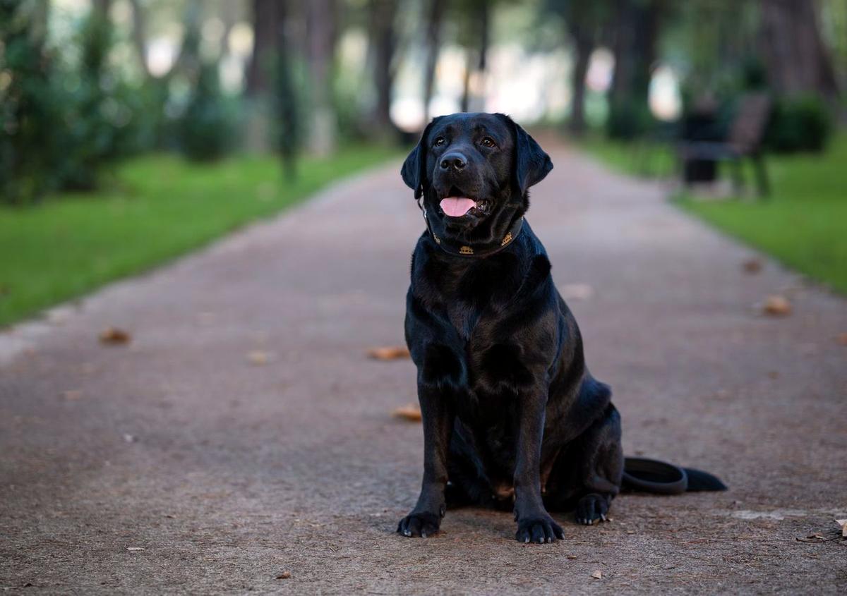 Black Labrador sitting on a tree-lined gravel path