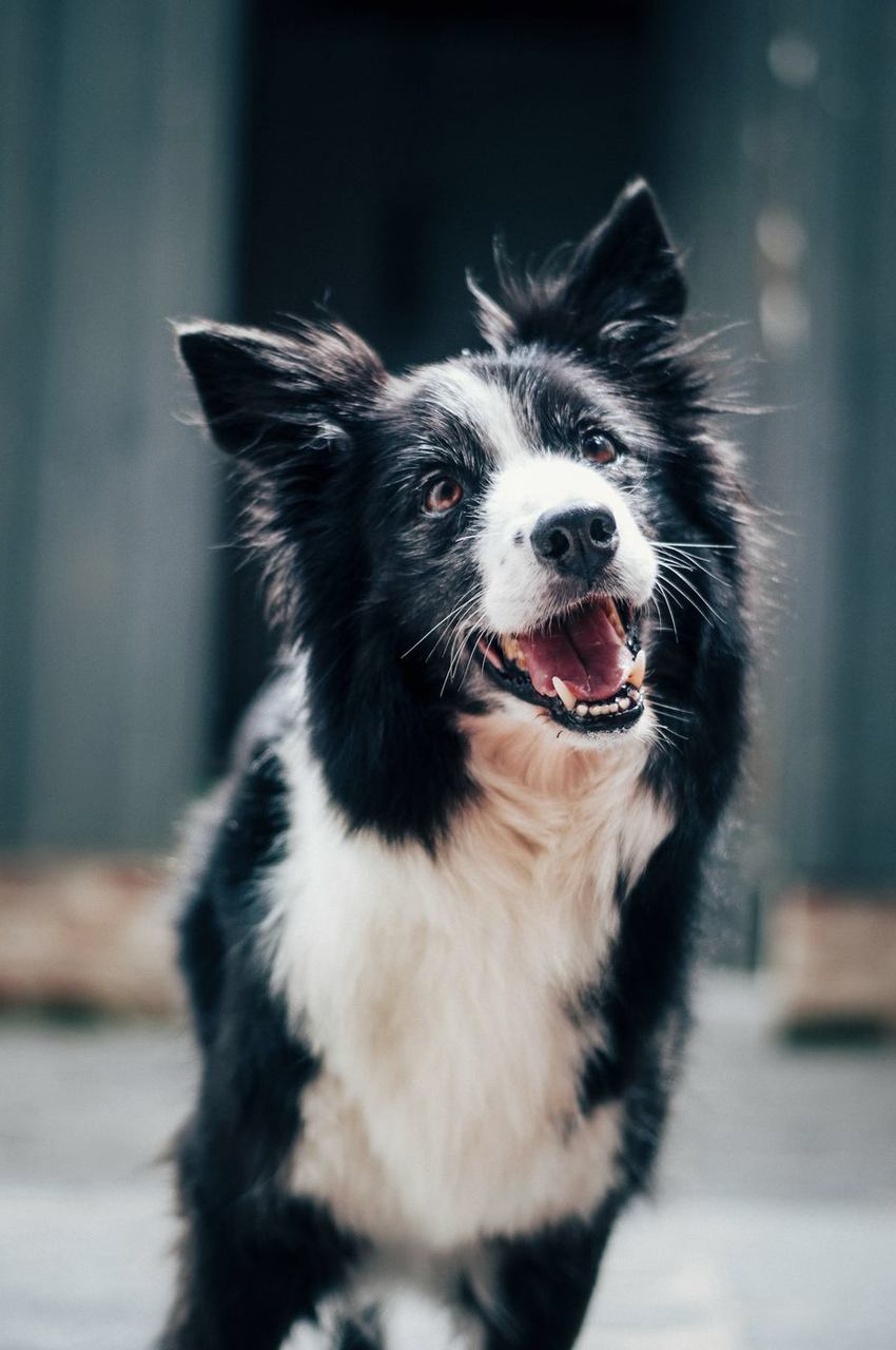 Border Collie smiling in front of a dark wall