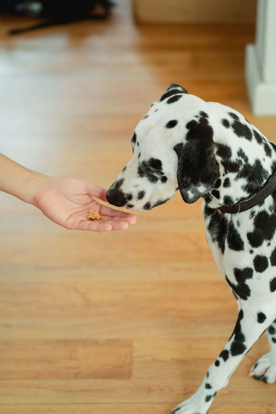 Dalmatian taking a treat from an open hand on a wooden floor