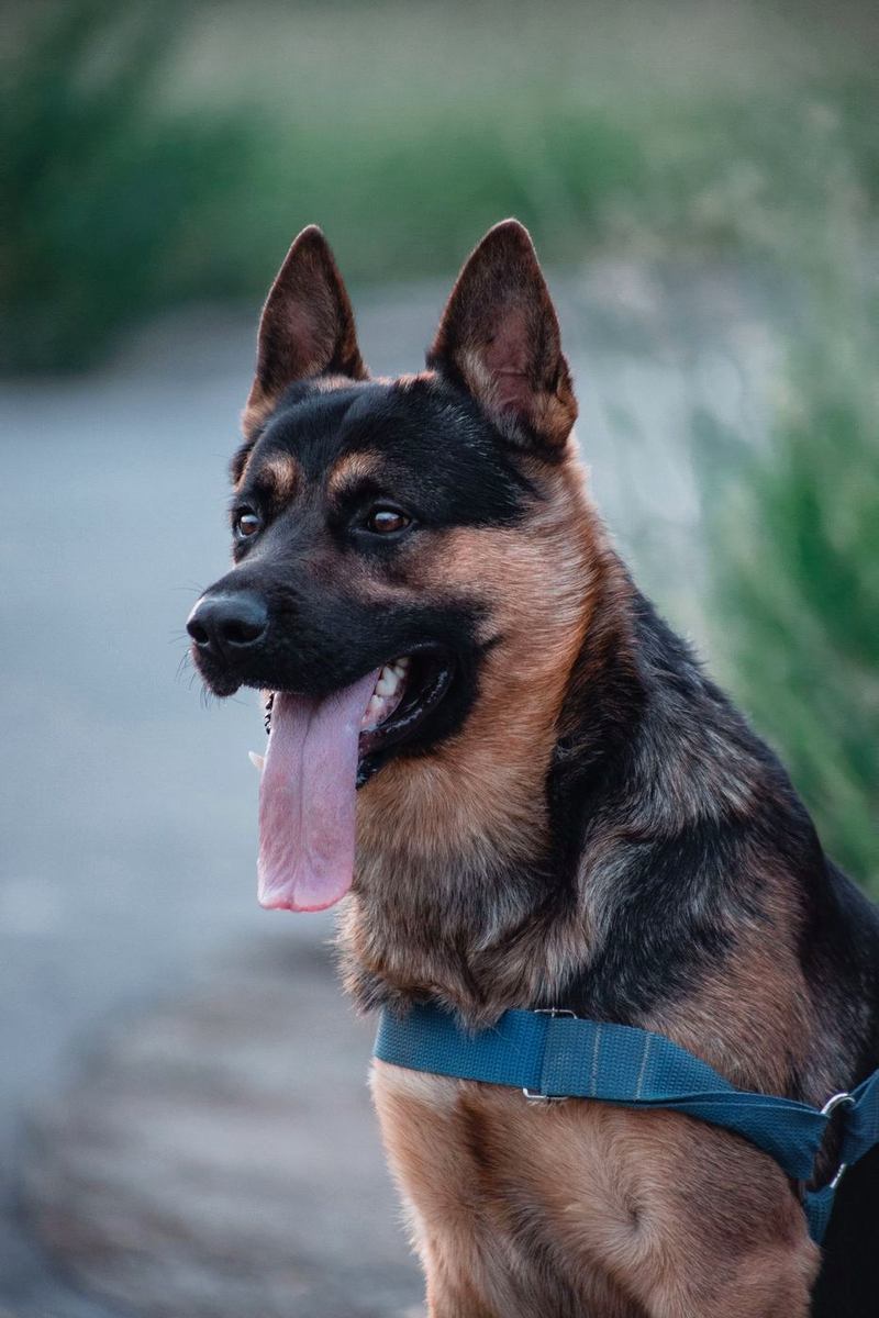 German Shepherd in a blue harness looking to the side