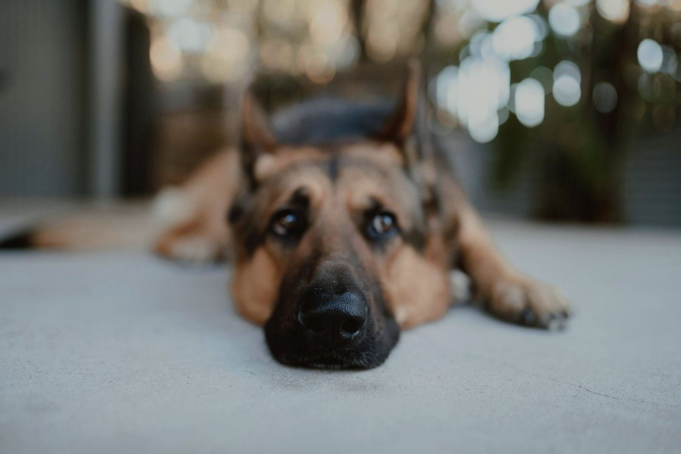 German Shepherd resting its chin on a smooth floor