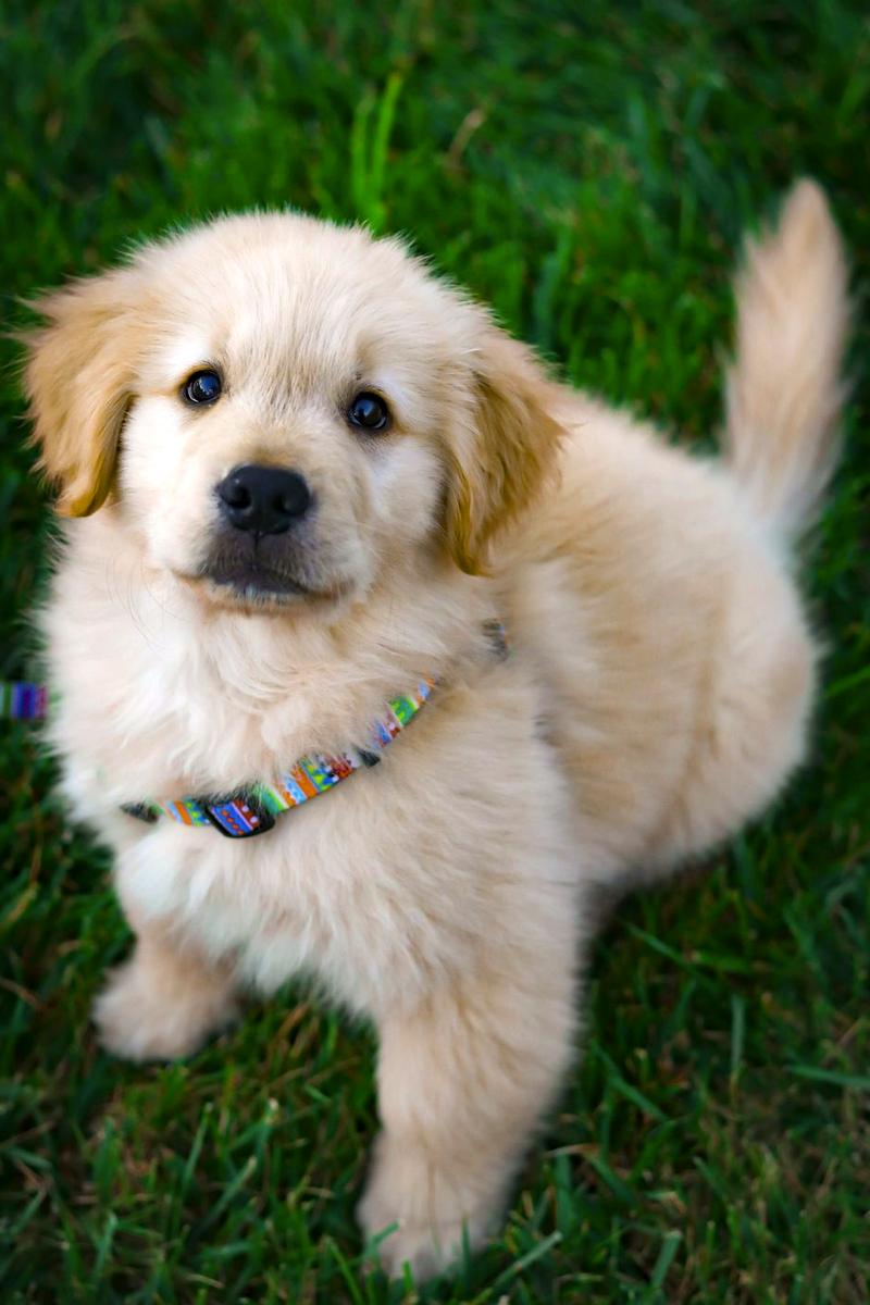 Golden puppy looking up from the grass