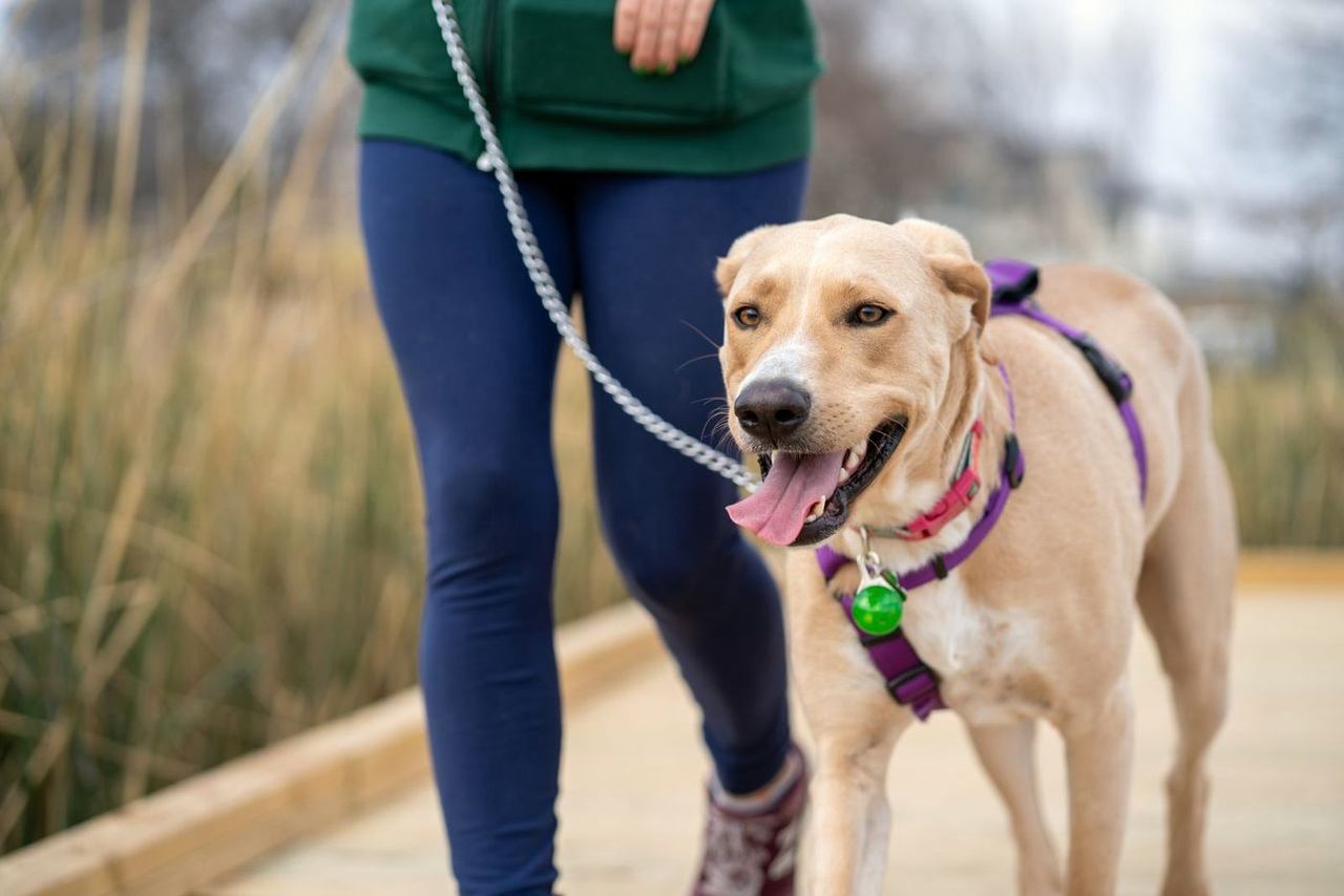 Tan dog in a purple harness walking on a boardwalk