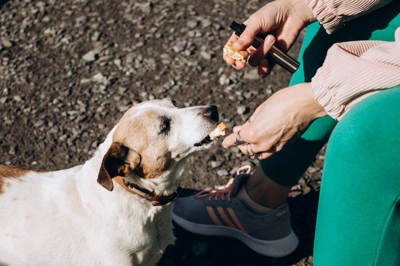Terrier taking a treat from a hand on a gravel path