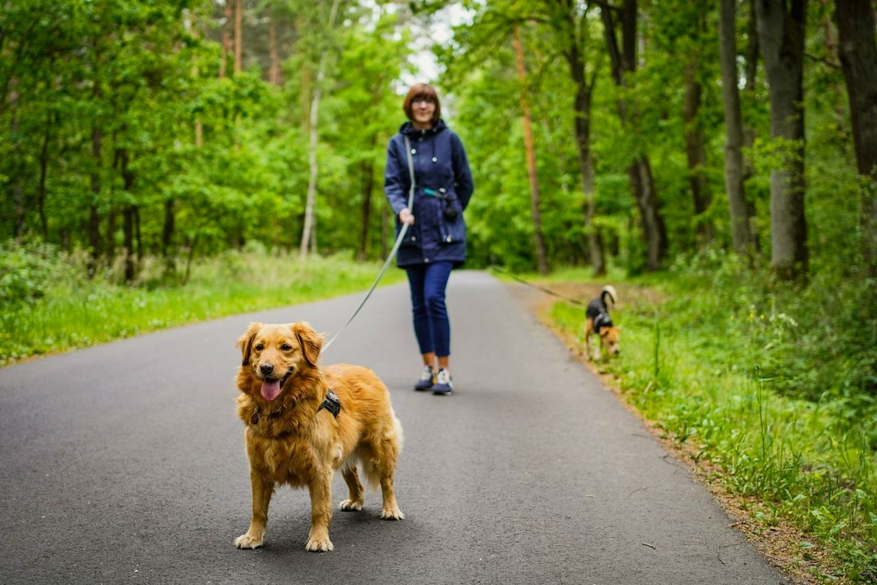 A woman walking a golden retriever on a forest road
